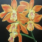 Фаленопсисы оранжевые
