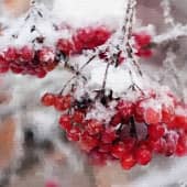 Зимняя рябина