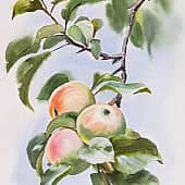 "Яблочки в московском саду. Филевский парк"