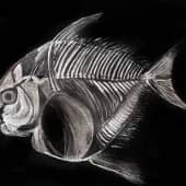 "Скелет рыбы"