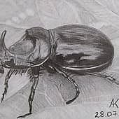 Носорог Жук