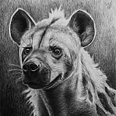 Пятнистая гиена