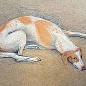 Пес на пляже