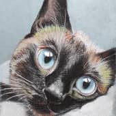 Сиамский котик