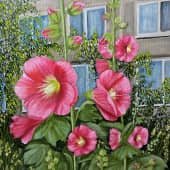 Мальвы у моего дома