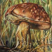 Грибы- лесные обитатели.