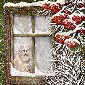 Кошка за окошком