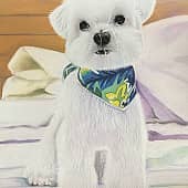 Мальтийская болонка