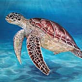 Навстречу к морю