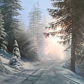 Вечер.Лесная дорога.