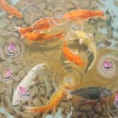 Золотые рыбки Кои