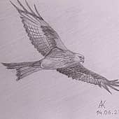 Соколиная охота