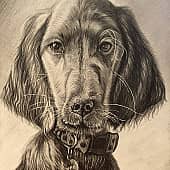 Сеттер ирландский