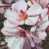 Цветущий миндаль