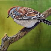 Красноголовый воробей