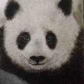 ПАНДА