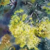 Мимоза испанская