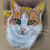 Кошка Муся,была вывезена из Ростова в хутор Ясырёв,для душевного комфорта и ловли мышей