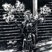 Флоксы  The Phlox