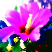 Сирийский Гибискус в солнечных зайчиках