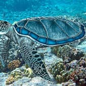 Морская путишественница