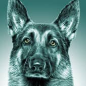 Верный друг