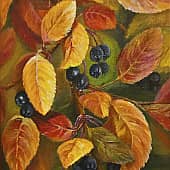 Подарки осени. Черноплодочка.