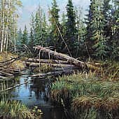 Завал на таёжной речке