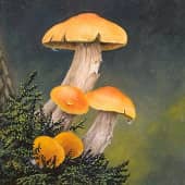 Опята веселые ребята