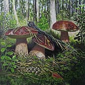 Боровые белые.