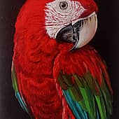 Красный попугай