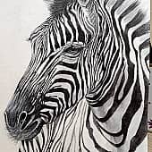 Зебра