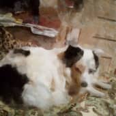 Собачка Бима