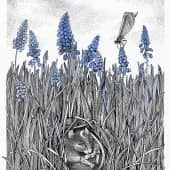 Мышиный гиацинт