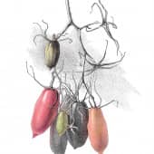 Мои любимые помидоры.  Сорт «Алые свечи».  