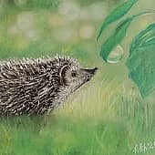 Ежик в летней траве