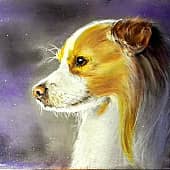 Бордер Колли