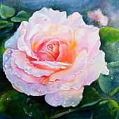 "Утренняя нежность"