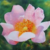 Цветок шиповника