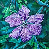 Клематис на изгороди