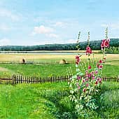 Мальва расцвела