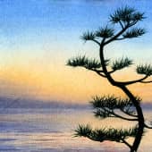 Японская сосна