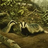 Выход барсуков на ночную охоту