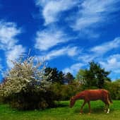 На весенней травке