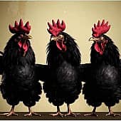 Балет чёрных куриц