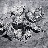 Сухие листья  The Dry Leaves