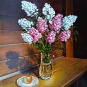 Натюрморт с флоксами / StillLife with Phlox