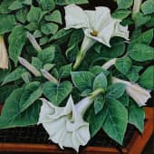 Дурман. Семена  Winston.