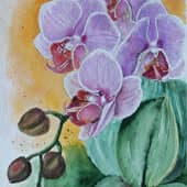 Орхидеи