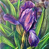 Фиолетовый ирис.